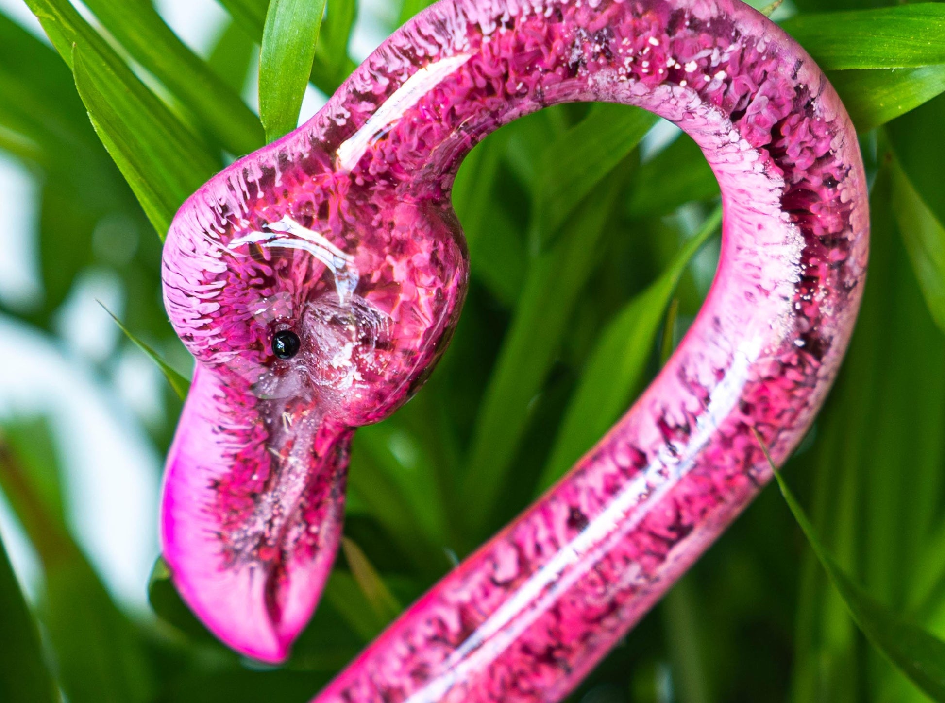 Flamingo Plant Pal